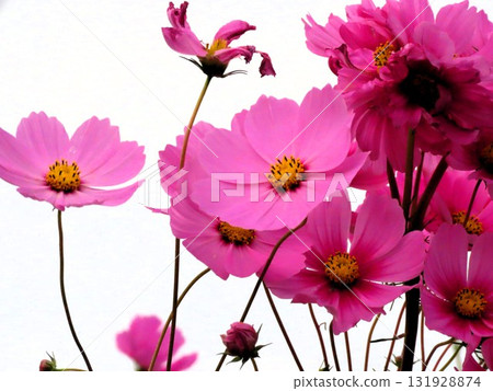 Autumn Cherry Blossoms: Cosmos: Rural Landscape: Hotani: Suburbs 131928874