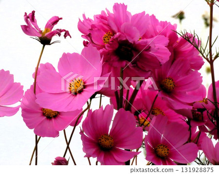 Autumn Cherry Blossoms: Cosmos: Rural Landscape: Hotani: Suburbs 131928875