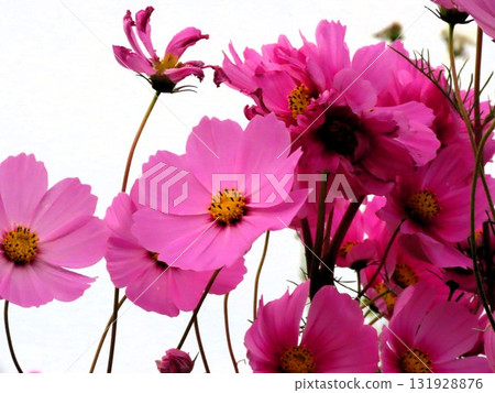 Autumn Cherry Blossoms: Cosmos: Rural Landscape: Hotani: Suburbs Autumn Cherry Blossoms: Cosmos: Rural Landscape: Hotani: Suburbs 131928876