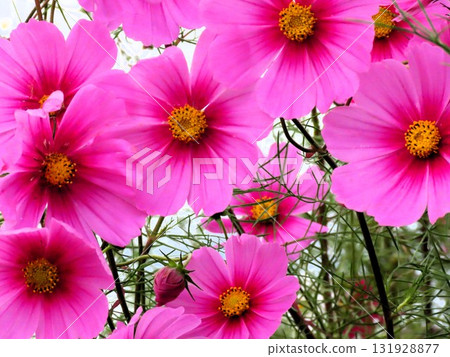 Autumn Cherry Blossoms: Cosmos: Rural Landscape: Hotani: Suburbs 131928877