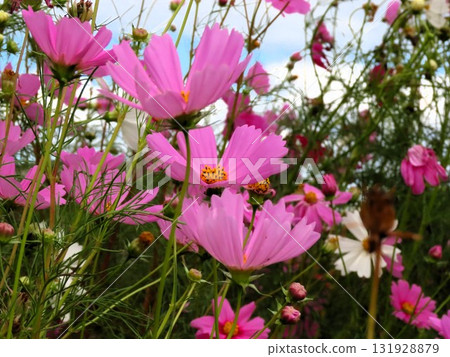 Autumn Cherry Blossoms: Cosmos: Rural Landscape: Hotani: Suburbs Autumn Cherry Blossoms: Cosmos: Rural Landscape: Hotani: Suburbs 131928879