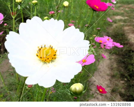 秋櫻:大波斯菊:田園風光:穗谷:郊外 秋櫻:大波斯菊:田園風光:穗谷:郊外 131928898