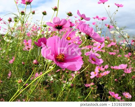 Autumn Cherry Blossoms: Cosmos: Rural Landscape: Hotani: Suburbs 131928900