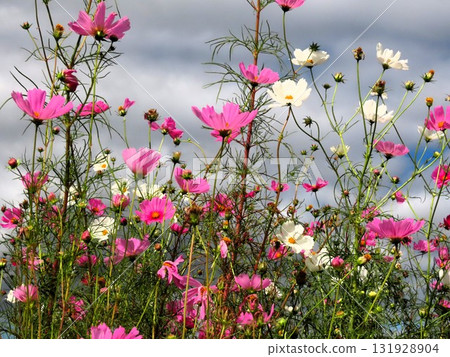 秋櫻:大波斯菊:田園風光:穗谷:郊外 秋櫻:大波斯菊:田園風光:穗谷:郊外 131928904