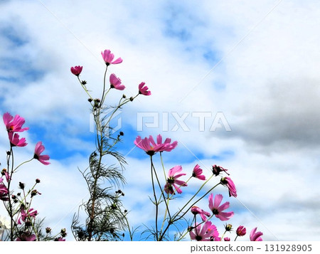 Autumn Cherry Blossoms: Cosmos: Rural Landscape: Hotani: Suburbs 131928905
