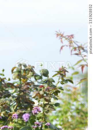 Purple flowers and butterflies flying around them 131928932