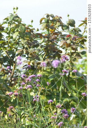 Butterfly stopping in a purple flower 131928933