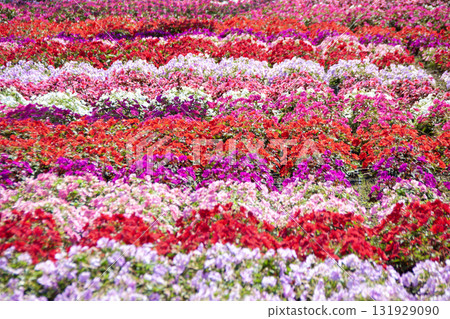 A colorful carpet of sunpatiens (Chausuyama Plateau) A colorful carpet of sunpatiens (Chausuyama Plateau) 131929090