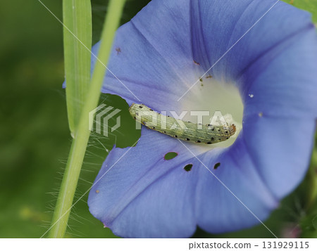 Larvae of the common cutworm feeding on morning glory flowers 131929115