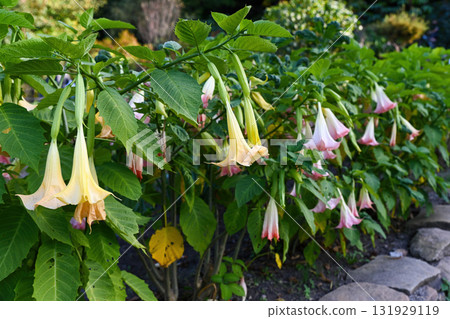 Yellow and pink brugmansia blooms dangling from green branches in a garden setting with soft natural light creating a tranquil floral scene Yellow and pink brugmansia blooms dangling from green branches in a garden setting with soft natural light creating a tranquil floral scene 131929119