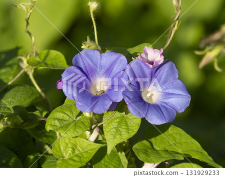 Morning glory and a small caterpillar illuminated by the morning sun Morning glory and a small caterpillar illuminated by the morning sun 131929233