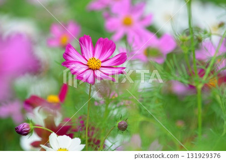 Pink cosmos flowers 131929376