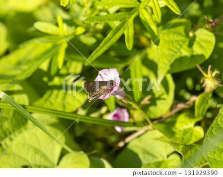 一隻弄蝶正在從牽牛花中吸取花蜜 131929390