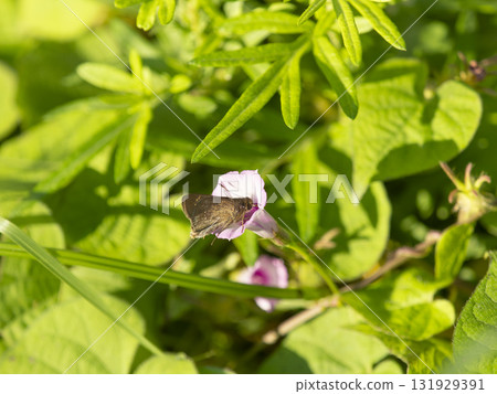 一隻弄蝶正在從牽牛花中吸取花蜜 131929391