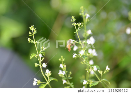Bee sucking nectar on white flowers Bee sucking nectar on white flowers 131929412