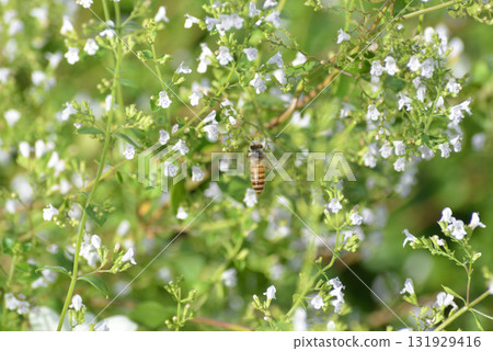 Bee sucking nectar on white flowers 131929416