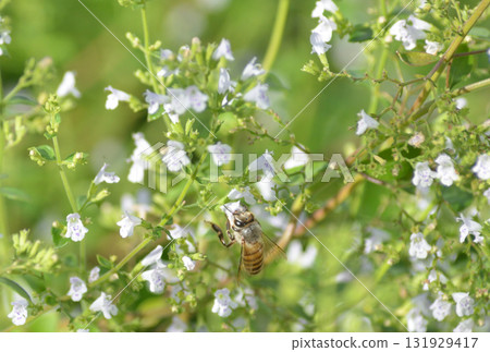 Bee sucking nectar on white flowers Bee sucking nectar on white flowers 131929417