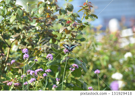 Butterfly stopping in a purple flower Butterfly stopping in a purple flower 131929418