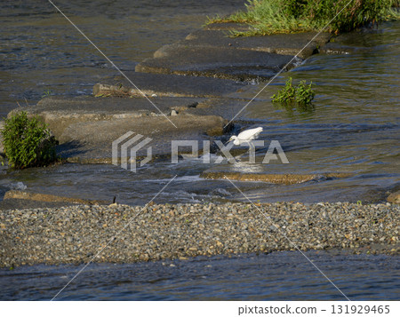 豬名川的小白鷺在找魚 131929465