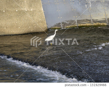 豬名川的小白鷺在找魚 豬名川的小白鷺在找魚 131929466