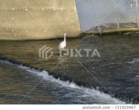 豬名川的小白鷺在找魚 131929467