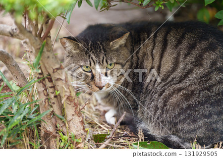 Cat in the shade Cat in the shade 131929505