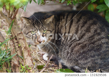 Cat in the shade Cat in the shade 131929506