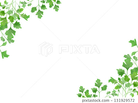 Watercolor illustration of Italian parsley 131929572