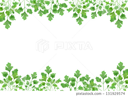 Watercolor illustration of Italian parsley 131929574