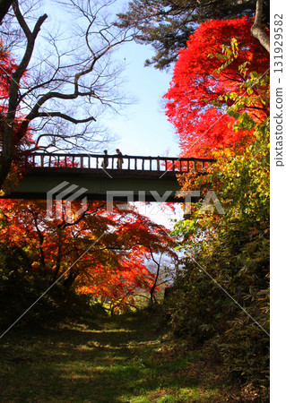 Landscape of bright red autumn leaves 131929582