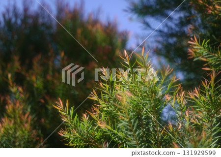 Melaleuca bracteata macro leaves small world Melaleuca bracteata macro leaves small world 131929599