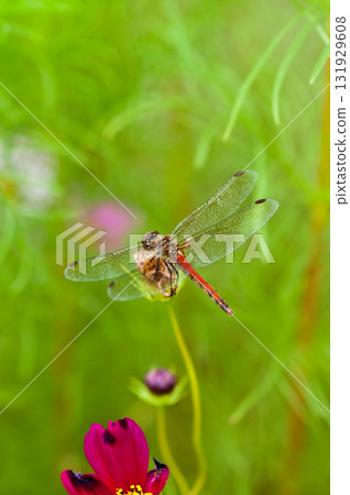 紅蜻蜓 131929608