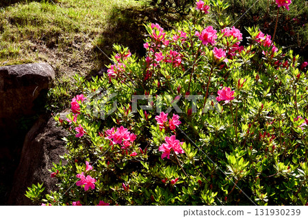 Azaleas in full bloom Azaleas in full bloom 131930239
