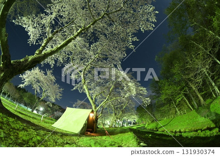 Cherry blossom viewing and camping Cherry blossom viewing and camping 131930374