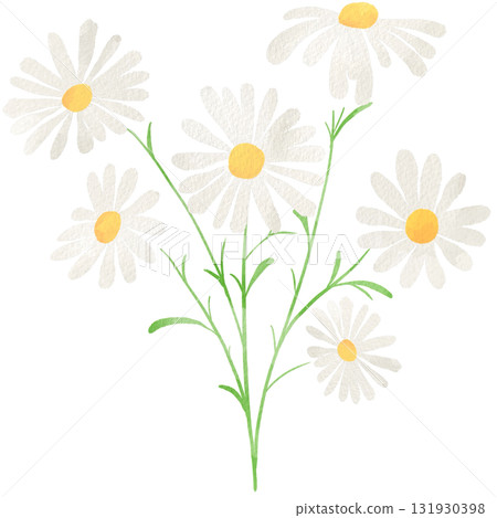 Watercolor illustration of chamomile Watercolor illustration of chamomile 131930398