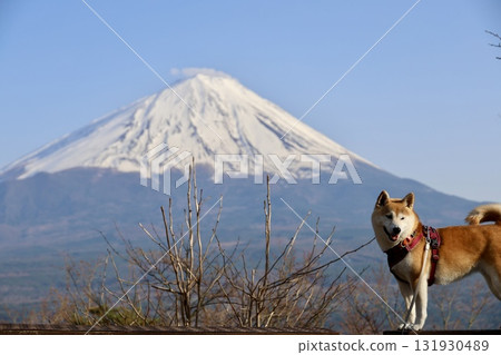 Snow-capped Mount Fuji and a Shiba Inu seen from Koyodai 131930489