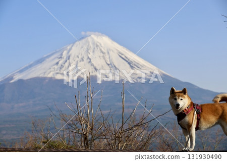 Snow-capped Mount Fuji and a Shiba Inu seen from Koyodai 131930490