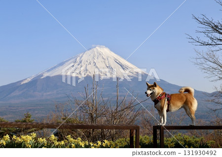 Snow-capped Mount Fuji and a Shiba Inu seen from Koyodai Snow-capped Mount Fuji and a Shiba Inu seen from Koyodai 131930492