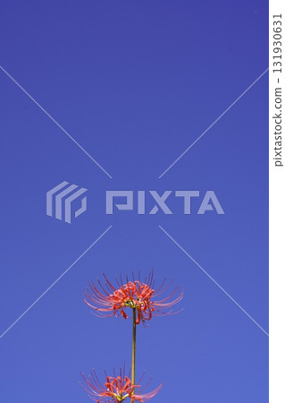 秋天,紅蜘蛛百合在藍天的襯托下熠熠生輝 秋天,紅蜘蛛百合在藍天的襯托下熠熠生輝 131930631