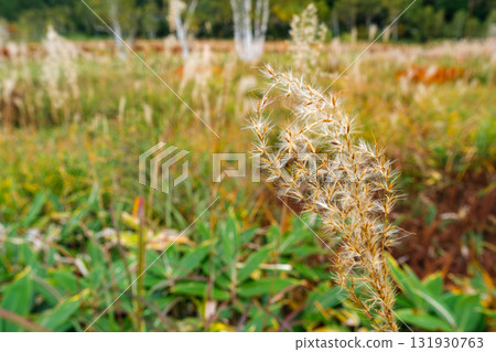 Japanese pampas grass and white birch forest Japanese pampas grass and white birch forest 131930763