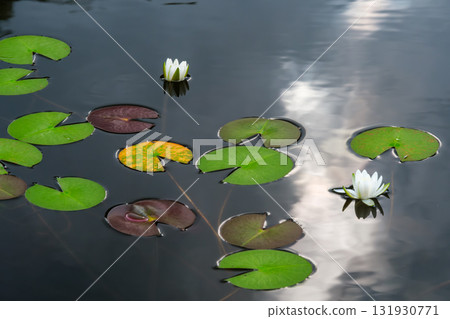 Reflected sheep sorrel 131930771