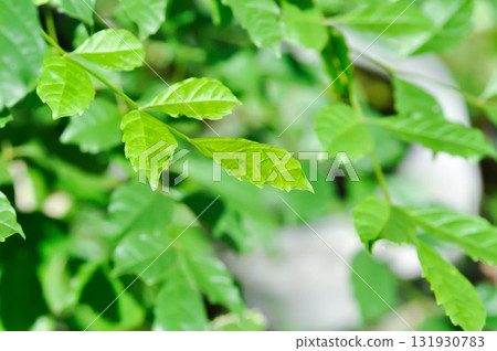 Trumpet vine plant, Yellow bell or Yellow elder plant Trumpet vine plant, Yellow bell or Yellow elder plant 131930783