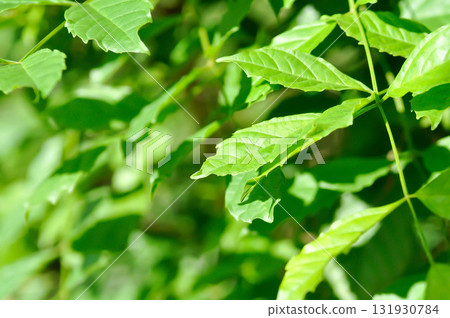 Trumpet vine plant, Yellow bell or Yellow elder plant Trumpet vine plant, Yellow bell or Yellow elder plant 131930784