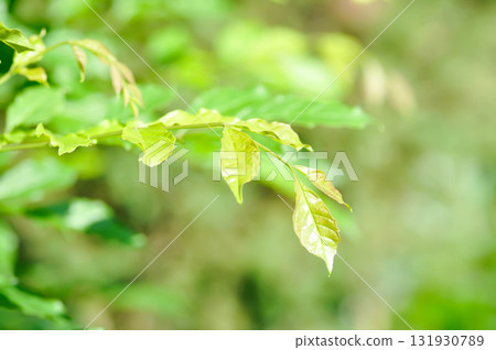 Trumpet vine plant,  Yellow bell or Yellow elder plant 131930789