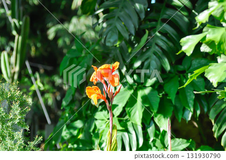 Indian shot, India short plant or India shoot or Butsarana or Cannas or Canna lily or Canna indica L or CANNACEAE plant or orange flower Indian shot, India short plant or India shoot or Butsarana or Cannas or Canna lily or Canna indica L or CANNACEAE plant or orange flower 131930790