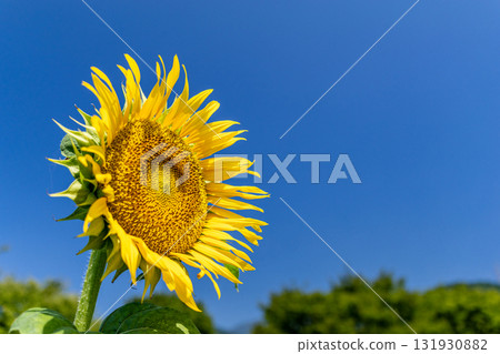 Sunflower in the blue sky Sunflower in the blue sky 131930882