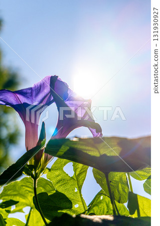 向著太陽 向著太陽 131930927