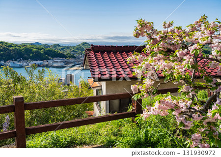 <Hiroshima Prefecture> Panoramic view of Onomichi cityscape and hilltop view 131930972