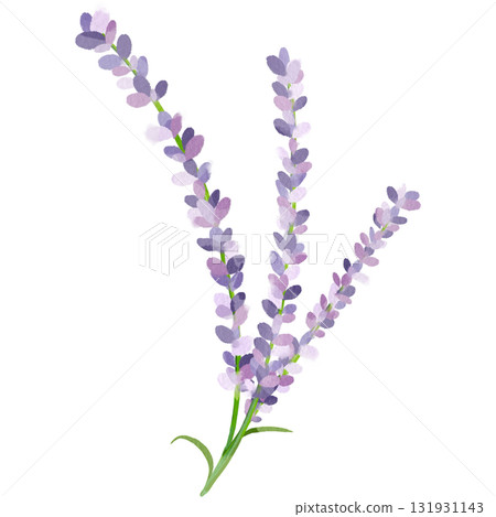 薰衣草的水彩插圖 131931143