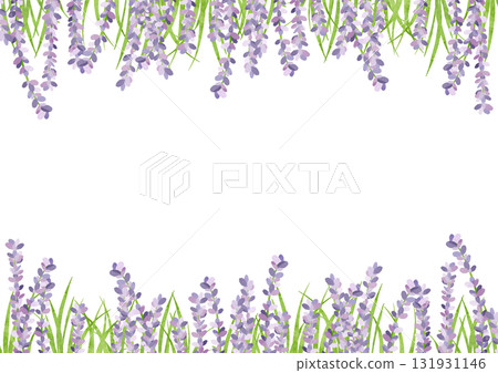 薰衣草的水彩插圖 131931146